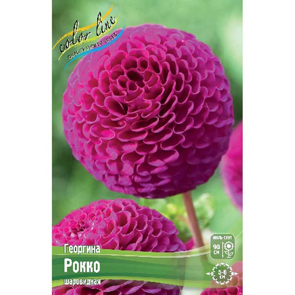 Георгина Рокко I 15 шт Шоу-бокс 9141