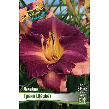 Лилейник Грейп Щербет I 25 шт Биг-пак 13403