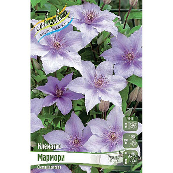 Клематис Мармори I 25 шт Биг-пак 2151