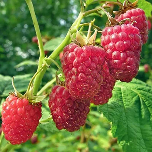 Малина Глен Ампл Штамбовая Садовита