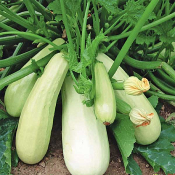 Кабачок Сосновский Марс Ц