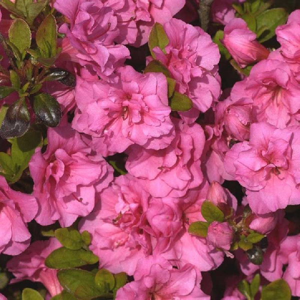 4139 Азалия Японская Бабушка P9,5 ,шт