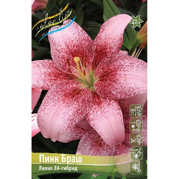 Лилия Пинк Браш 12/14 5 шт 