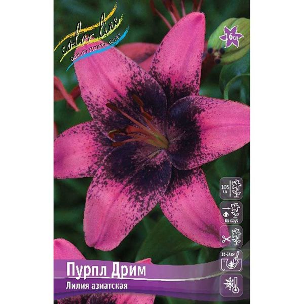Лилия Пурпл Дрим 12/14 25 шт Биг-пак 7794