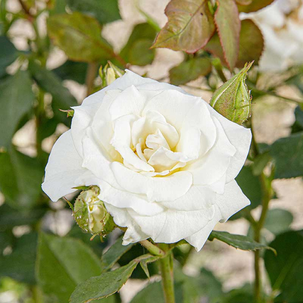 Роза спрей Сноу дэнс Садовита