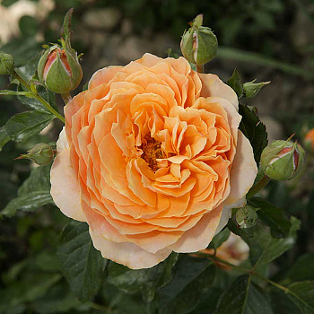 Роза шраб Чарльз Остин (английский) Садовита