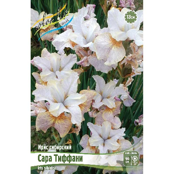 Ирис Сибирский Сара Тиффани I 25 шт Биг-пак 9915
