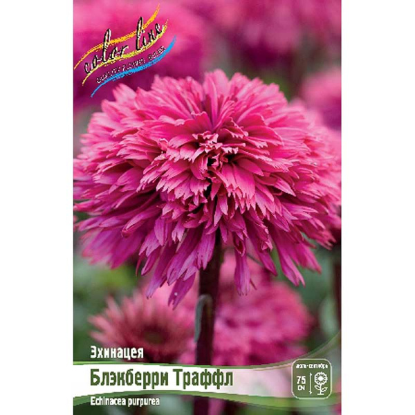 Эхинацея Блэкберри Траффл I 25 шт Биг-Пак 569 