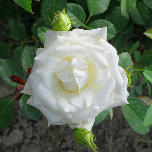 Роза чайно-гибридная Вирджиния Садовита