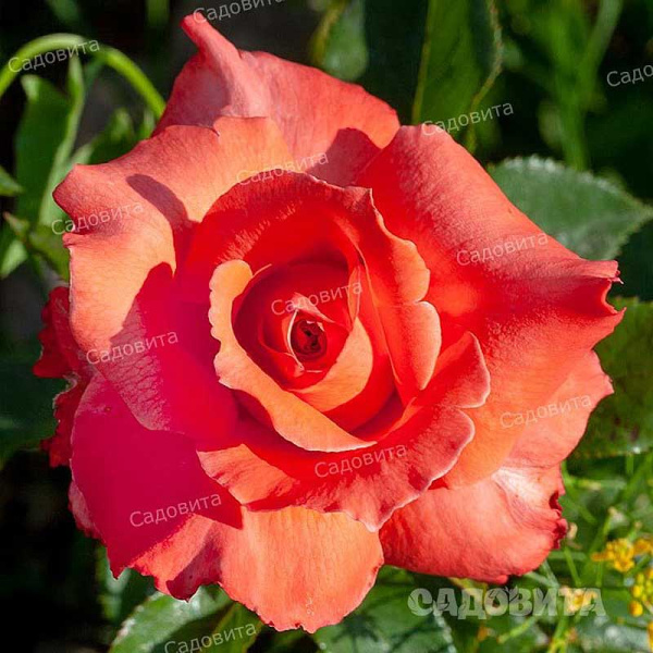 Роза чайно-гибридная Аве Мария Садовита