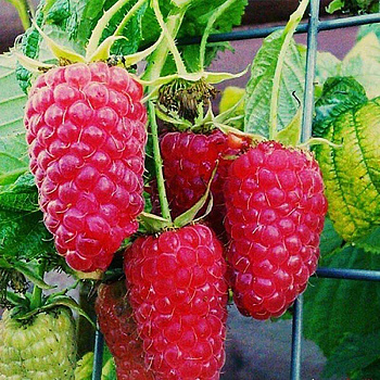 Малина Краса России Садовита