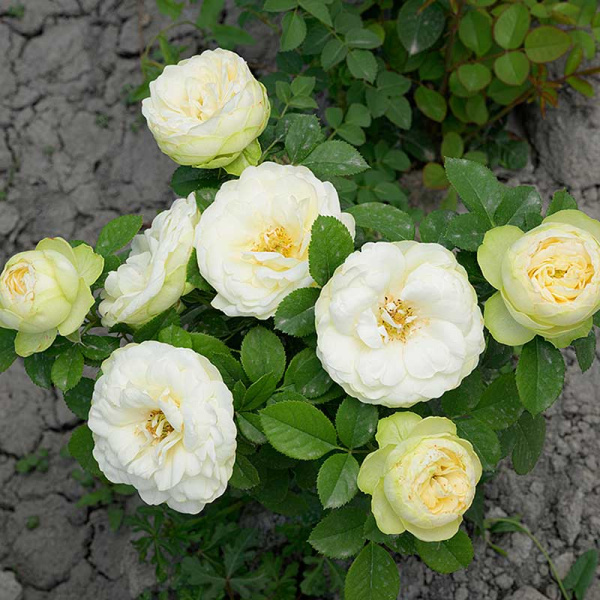 Роза Флорибунда Лемон Рококо Садовита