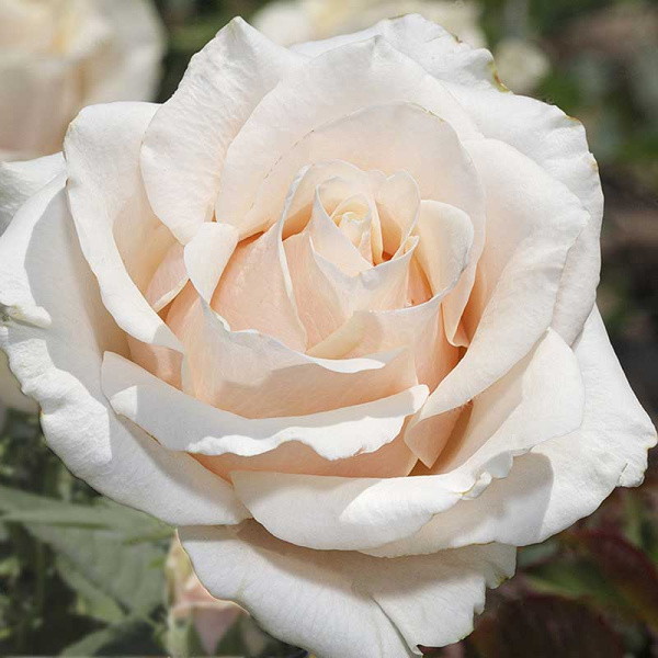 Роза чайно-гибридная Талея Садовита