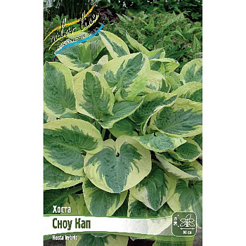 Хоста Сноу Кап 1 n 25 шт Биг-пак 7927