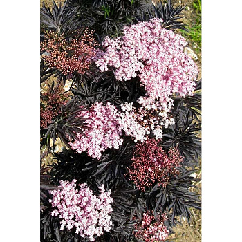 Бузина Чёрная Лейсед Ап P9