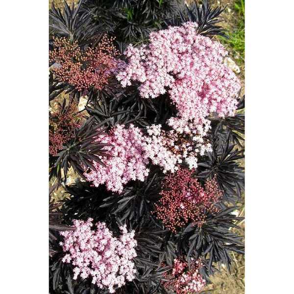 Бузина Чёрная Лейсед Ап P9