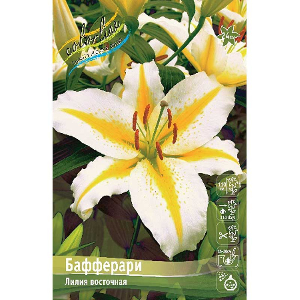 Лилия Бафферари 12/14 5 шт