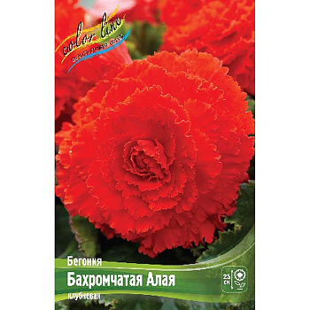 Бегония Бахромчатая Алая 5/6 3 шт 