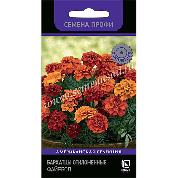 Бархатцы Файрбол Поиск Ц 