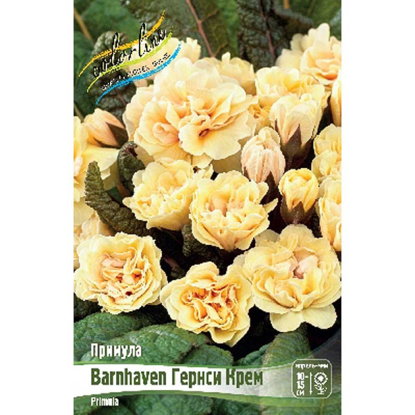 Примула Barnhaven Гернси Крем I 1 шт