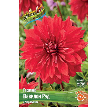 Георгина Вавилон Рэд I 15 шт Шоу-Бокс 9091