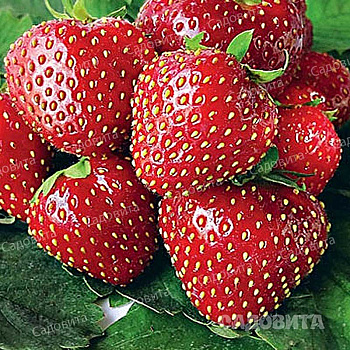 Земляника садовая Кимберли (цена за 40 шт) ОСП
