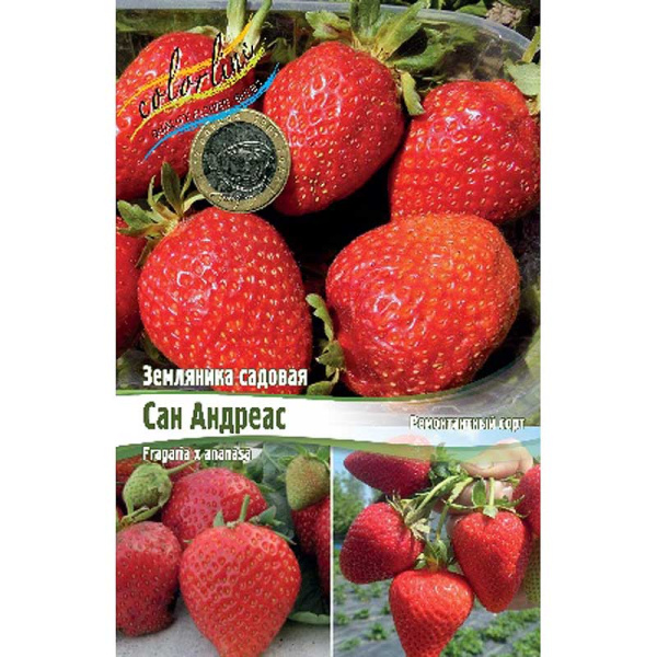 Земляника Садовая Сан Андреас A 100 шт Биг-Пак 3949