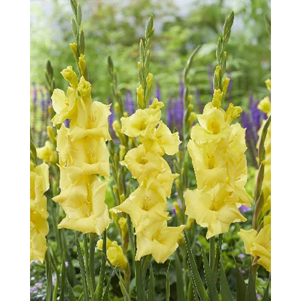 Гладиолус Луна 8/10 10 шт 