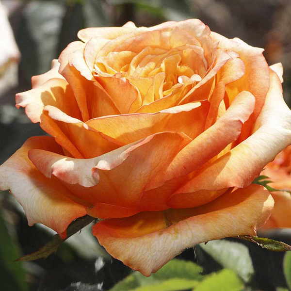 Роза флорибунда Каралуна Садовита