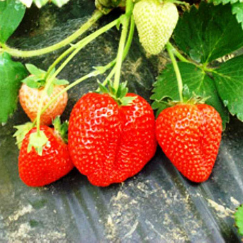 Земляника садовая  Луиза (цена за 40шт) ОСП