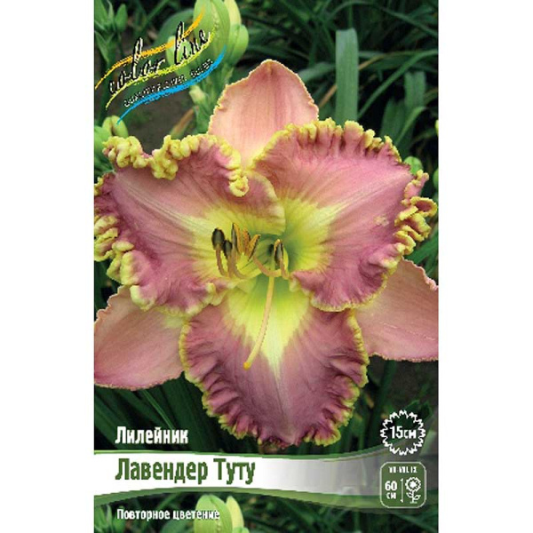 Лилейник Лавендер Туту I 25 шт Биг-пак 9362 