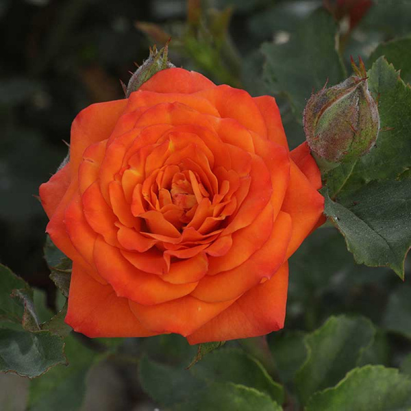 Роза спрей Келли Садовита