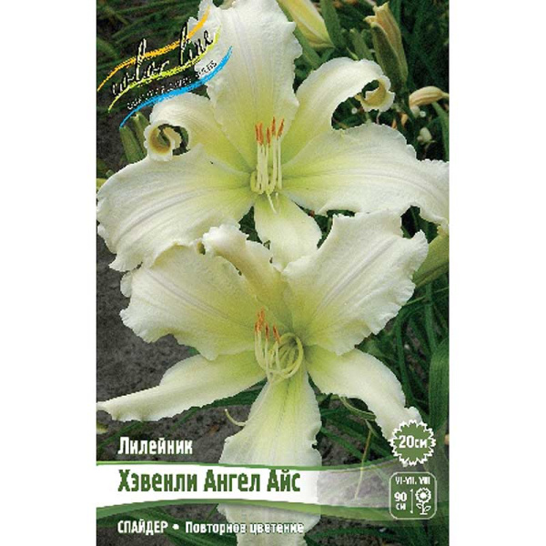 Лилейник Хэвенли Ангел Айс I 1 шт 