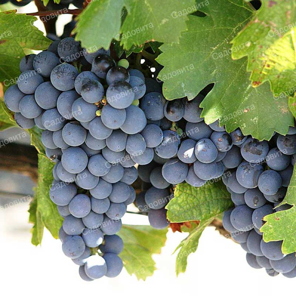 Виноград Памяти Домбковской очень ранний Садовита