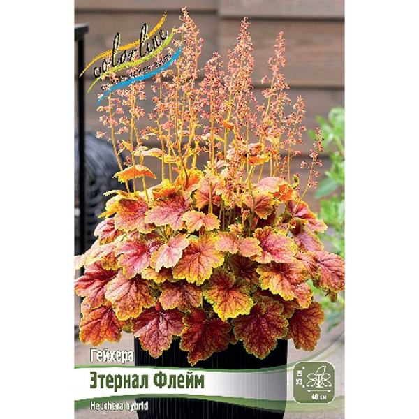 Гейхера Этернал Флейм I 25 шт Биг-Пак 14635 