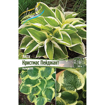 Хоста Кристмас Пейджант 1 n 1 шт