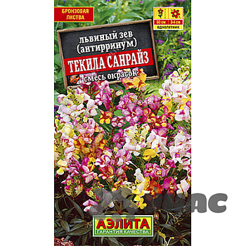 Львиный зев Текила санрайз Аэлита Ц 