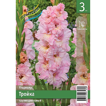 Гладиолус Тройка 10/12 3 Эконом шт