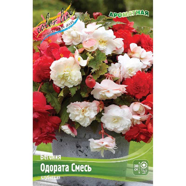 Бегония Одората Смесь 5/6 3 шт