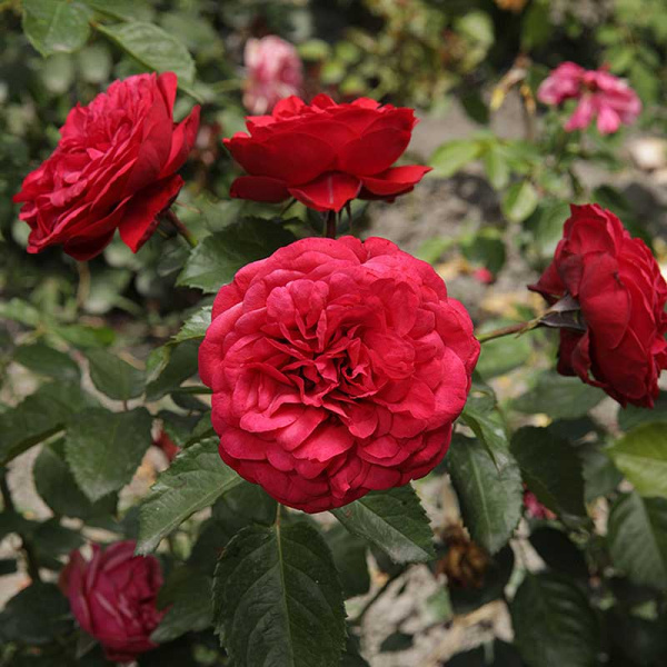 Роза чайно-гибридная Пиано Садовита