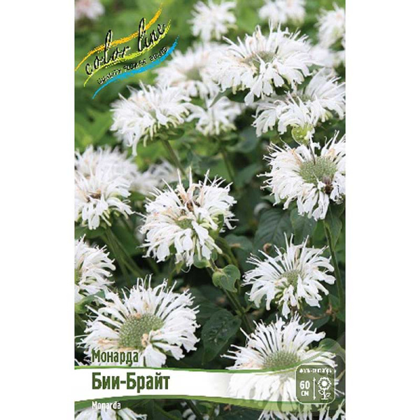 Монарда Бии-Брайт I 1 шт 