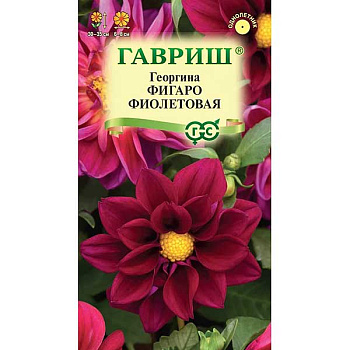 Георгин Фигаро фиолетовая Гавриш Цх10 