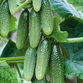 Огурец Алпака 250 шт БЕЙО