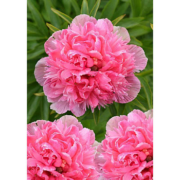 Пион Салмон Бьюти 3/5 n 1 шт