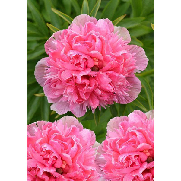 Пион Салмон Бьюти 3/5 n 1 шт