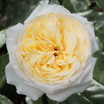 Роза шраб (английская) Пилигрим Садовита