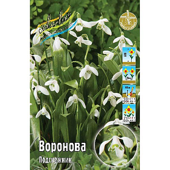 11979 Шоу-Бокс Подснежник Воронова 5/6 100 шт 