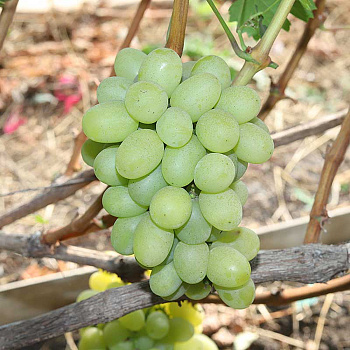 Виноград Елена Ранний Садовита