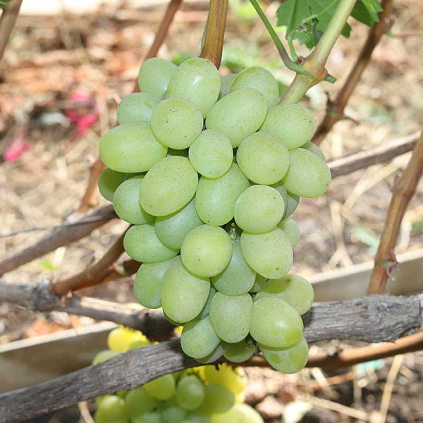 Виноград Елена Ранний Садовита