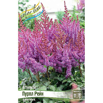 Астильба Пурпл Рейн 2/3 n 1 шт